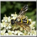 Tenthredo amoena - Blattwespe w10.jpg